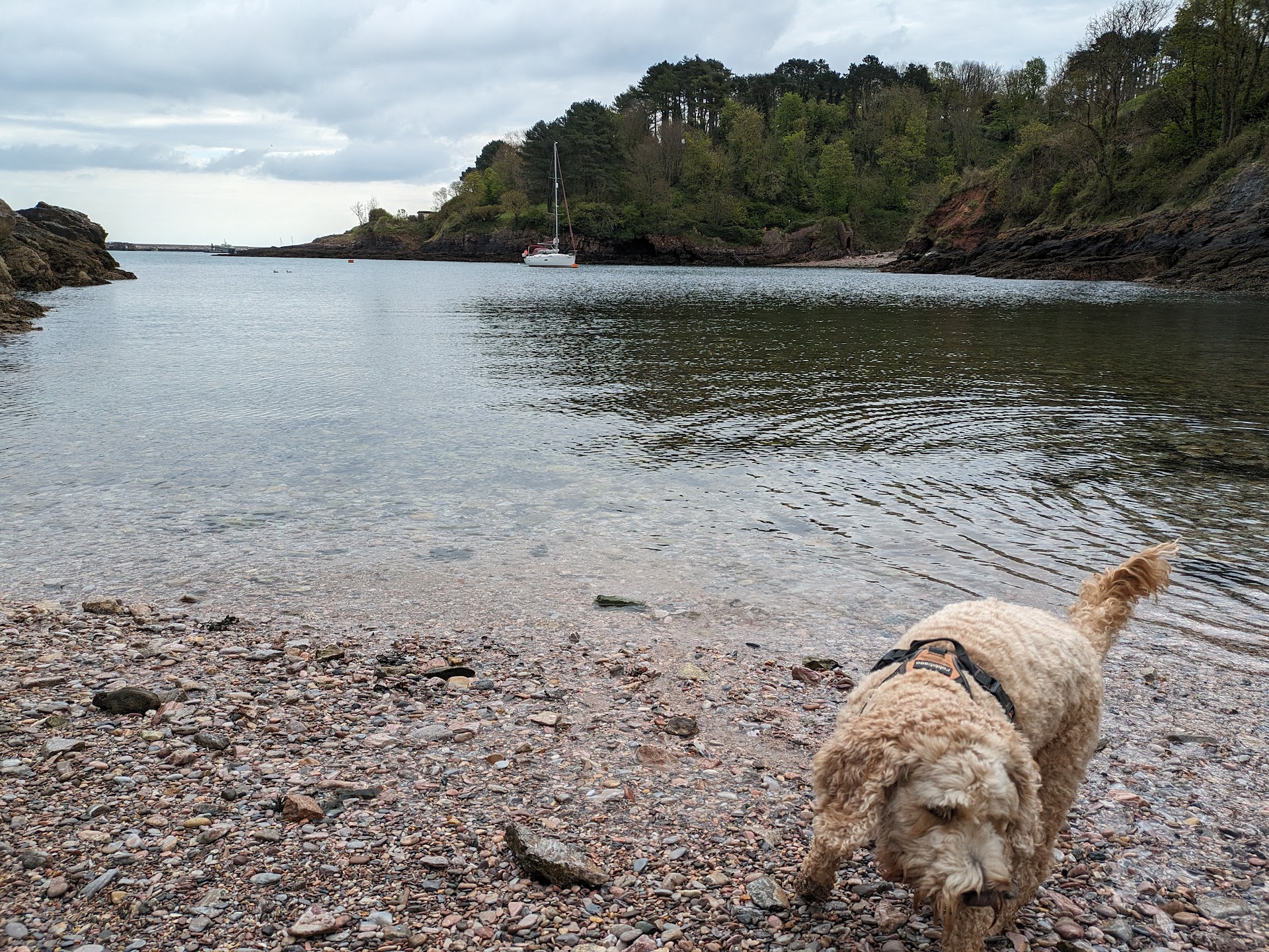 Churston Cove dog-friendly beach, Torbay — year-round dog access