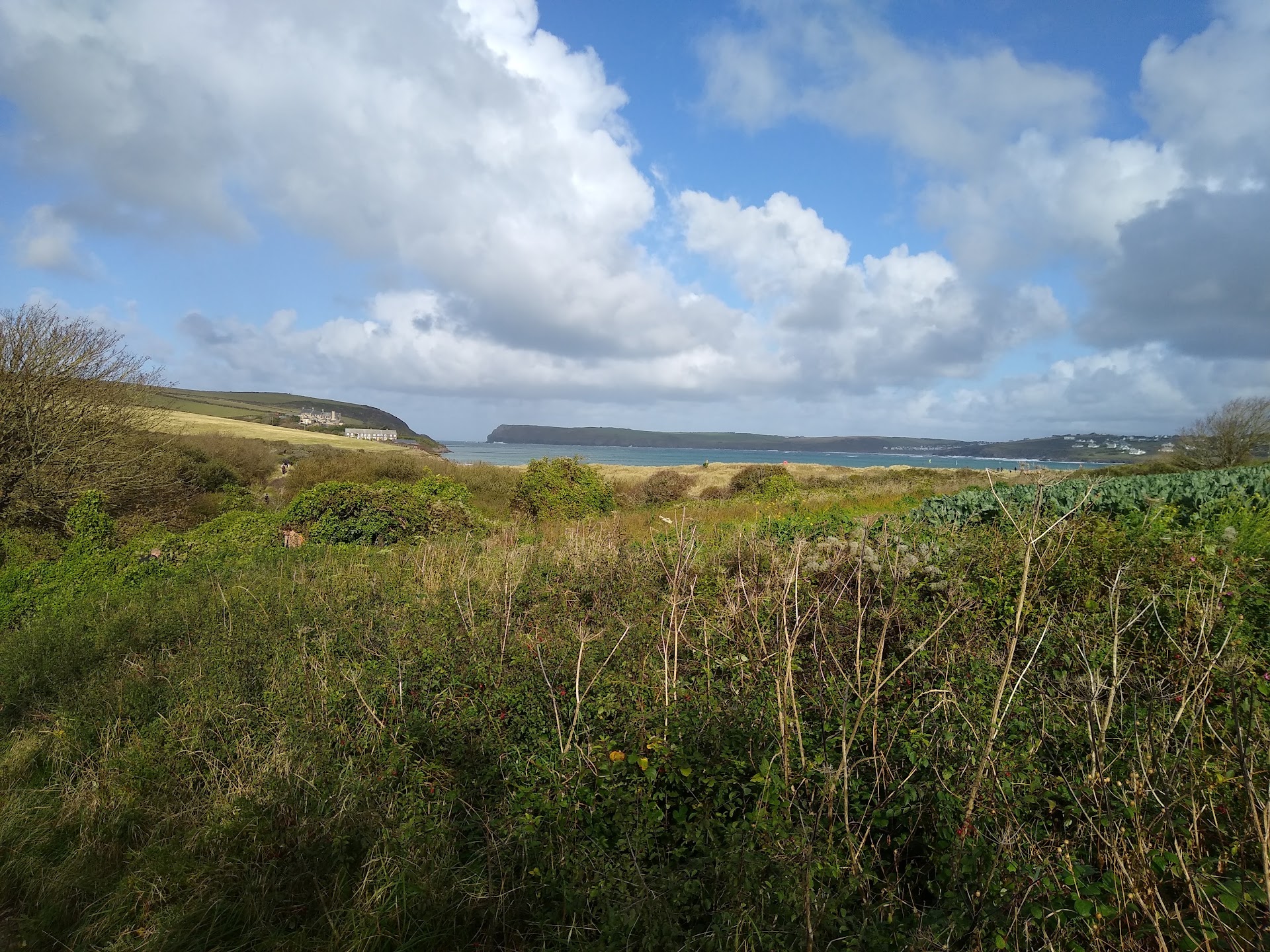 Harbour Cove Beach dog-friendly beach, Cornwall — year-round dog access