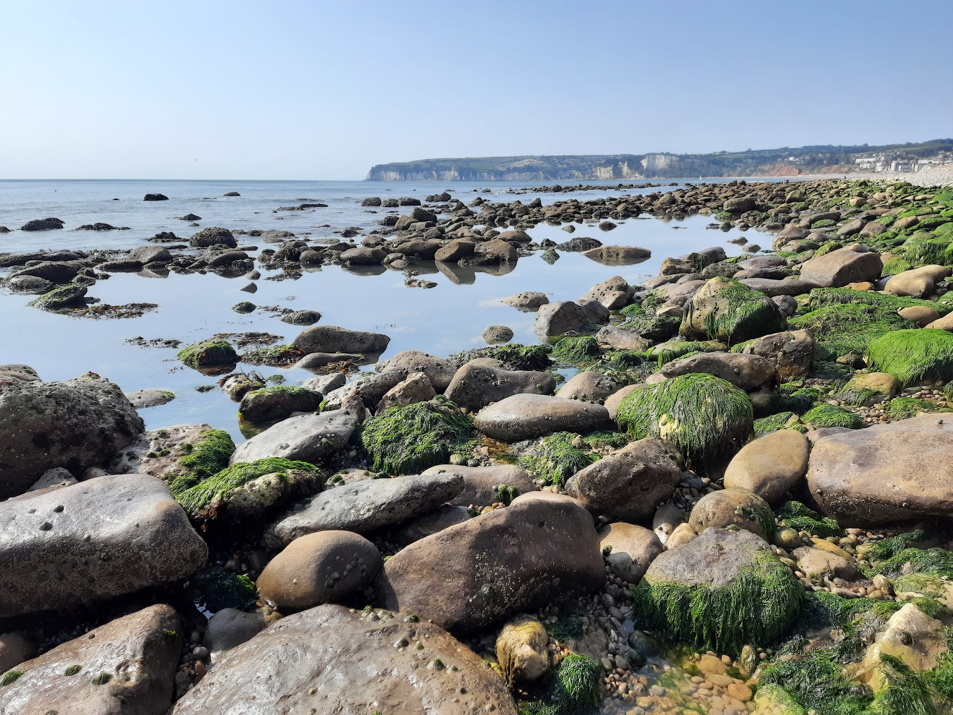 Haven Cliffs Naturist Beach dog-friendly beach, East Devon — year-round dog access
