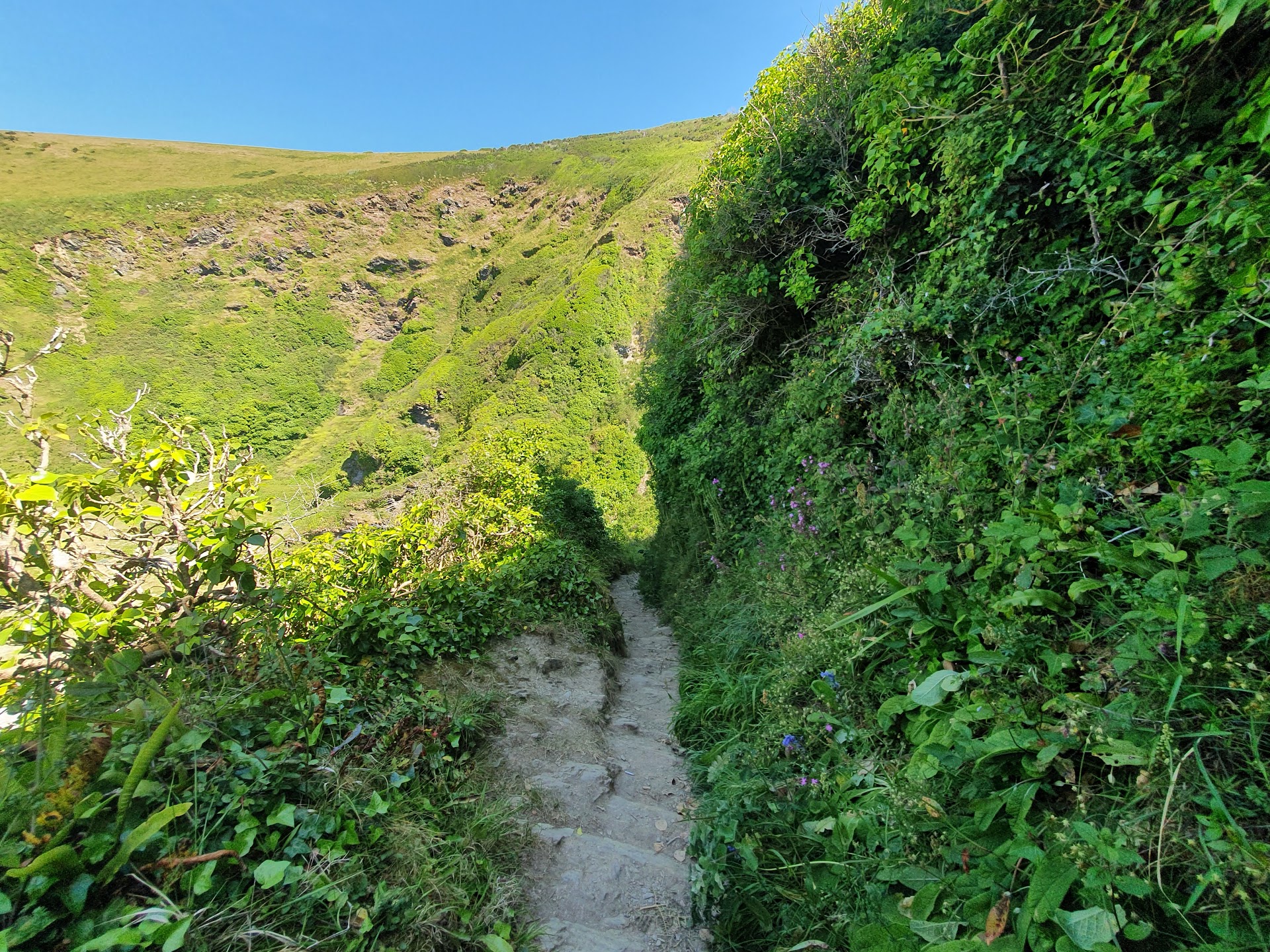 Lantic Bay dog-friendly beach, Cornwall — year-round dog access