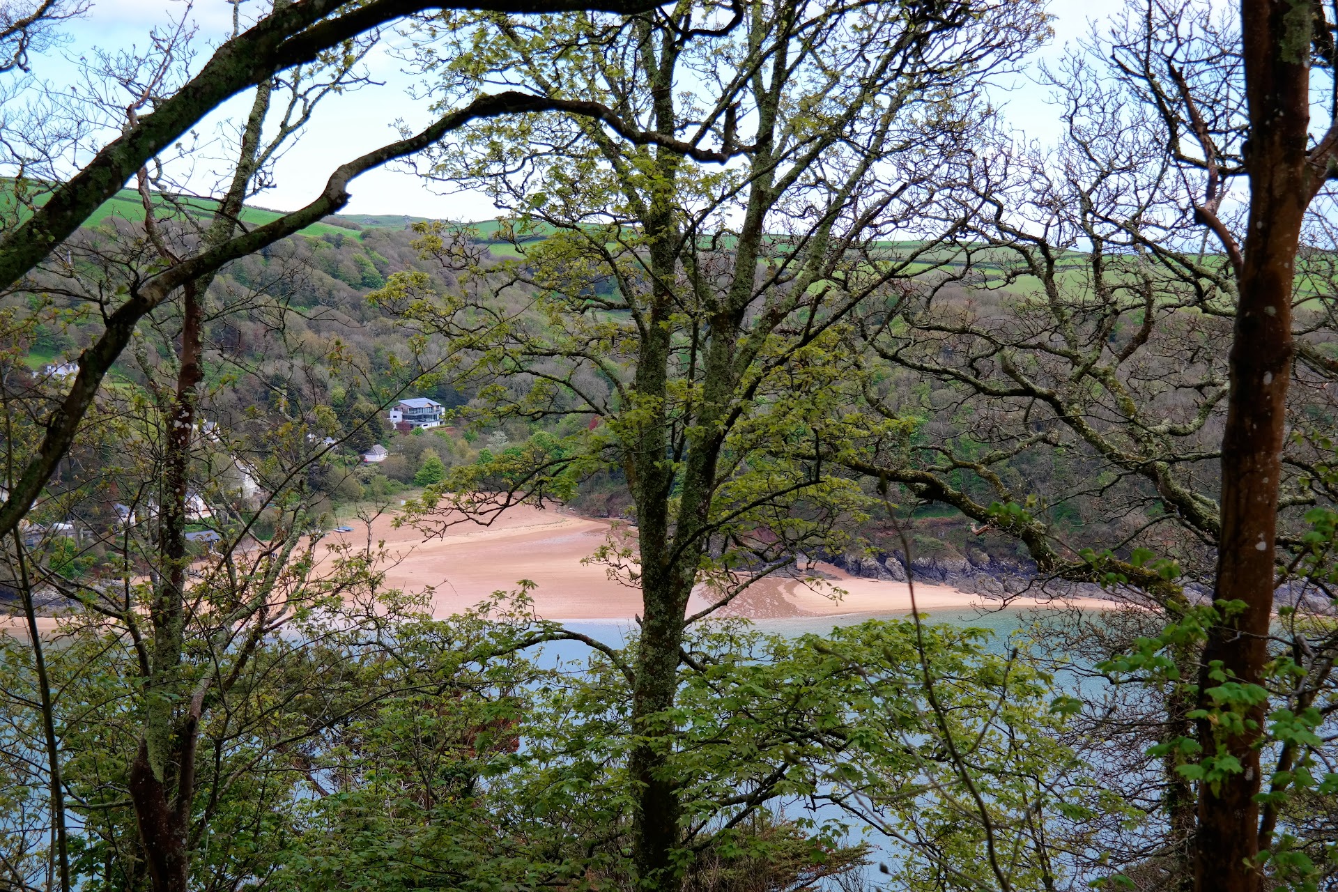 Sunny cove beach dog-friendly beach, South Devon — year-round dog access